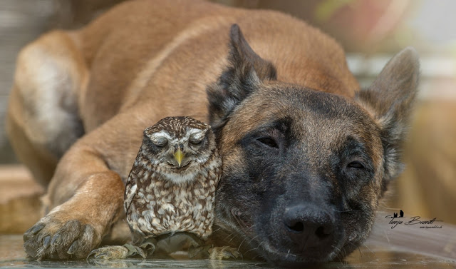 The owl and his shepherd © Tanja Brandt